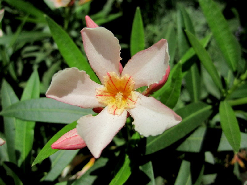NERIUM  OLEANDER 06 01 2012 14-31.JPG