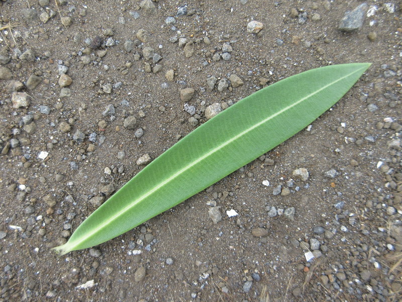NERIUM  OLEANDER 10-01-2019 12-09-26.JPG