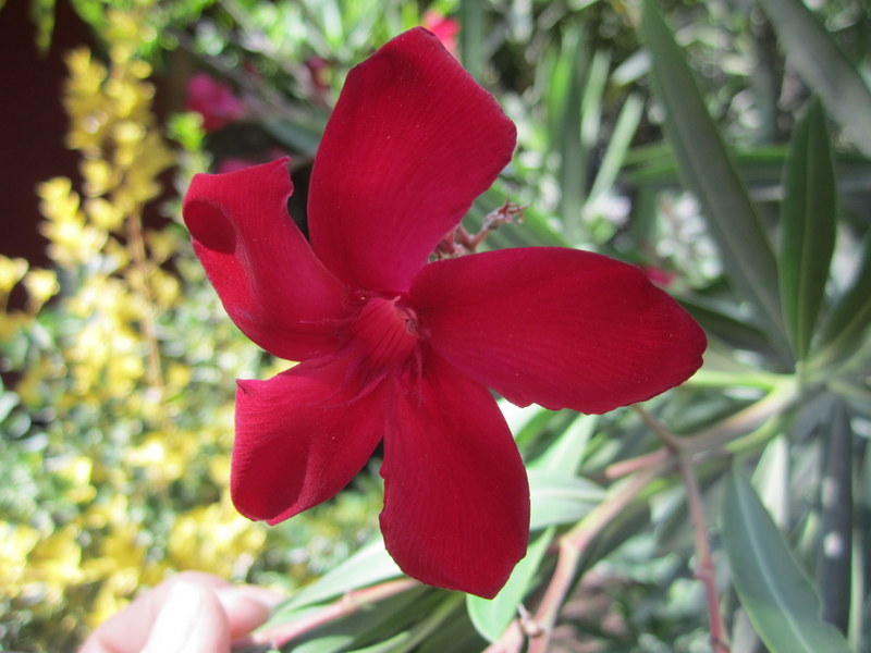 NERIUM  OLEANDER 26 01 2012 15-47.JPG