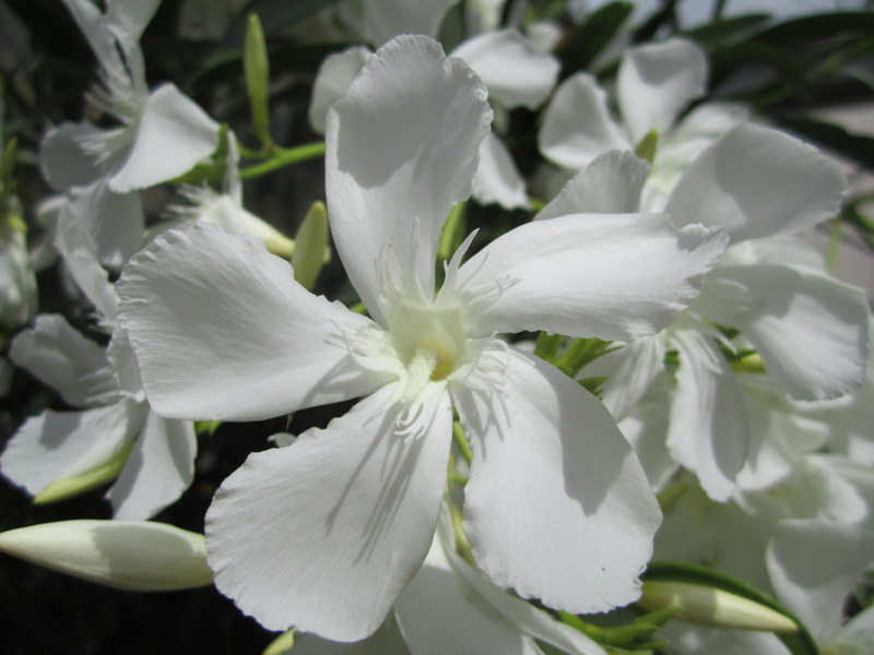 NERIUM  OLEANDER  BIANCO  SEMPLICE 01-07-2010 11-45-04.JPG