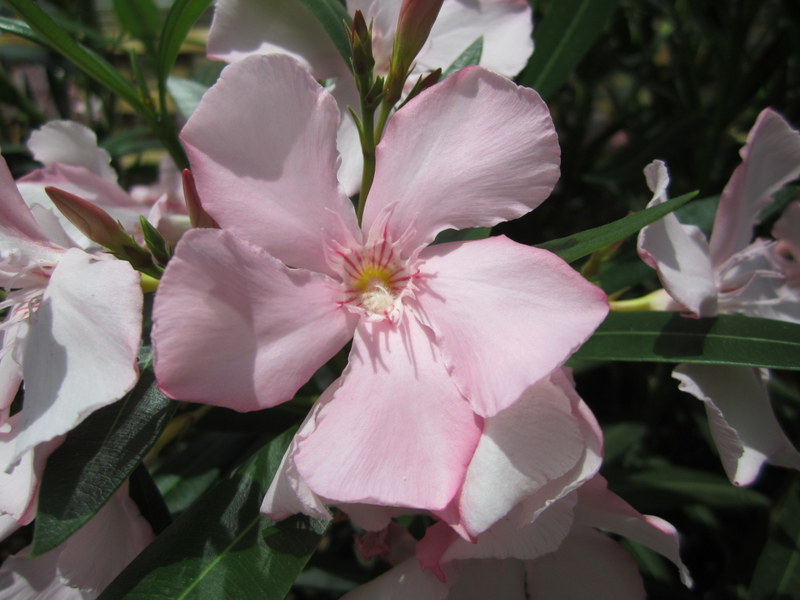 NERIUM  OLEANDER  PINK 01-07-2010 11-45-30.JPG