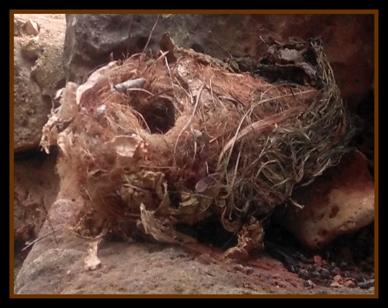 Nest.jpg