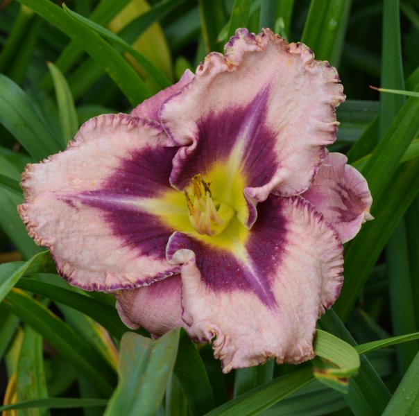 Never Ending Fantasy.JPG