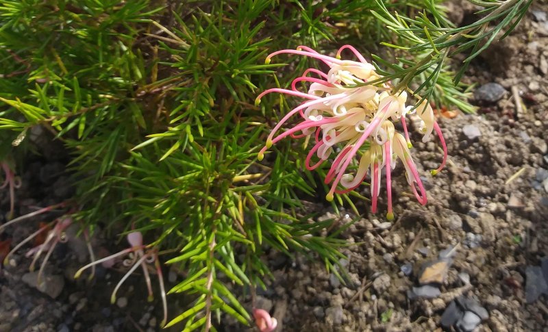 NewGrevillea.jpg