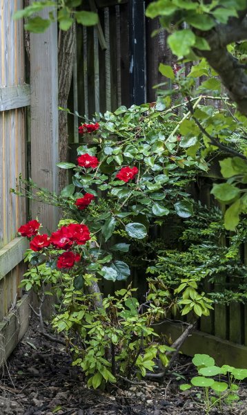 Next door's donated roses 16-6-22.jpg