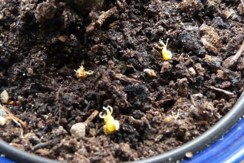 Nianiamensies seeds maybe 002.JPG