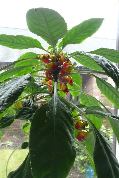 Nianiamensies seeds maybe 003.JPG