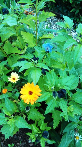 Nicandra and calendula.jpg