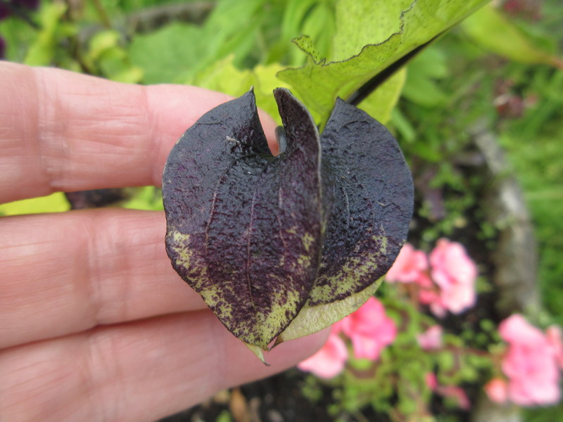 NICANDRA  PHYSALODES 17-Aug-17 1-54-25 PM.JPG