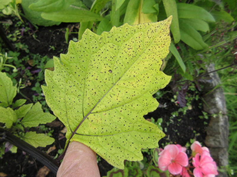 NICANDRA  PHYSALODES 17-Aug-17 1-54-42 PM.JPG