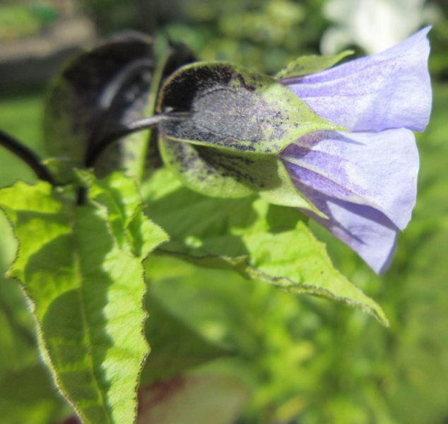 NICANDRA  PHYSALODES 17-Aug-17 2-43-08 PM.JPG