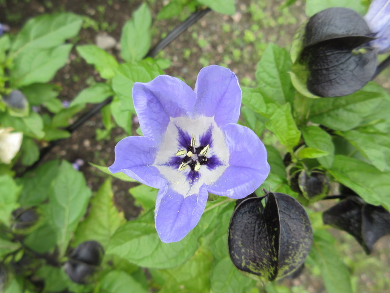 NICANDRA  PHYSALODES  VIOLACEA 09-Sep-17 1-41-40 PM.JPG