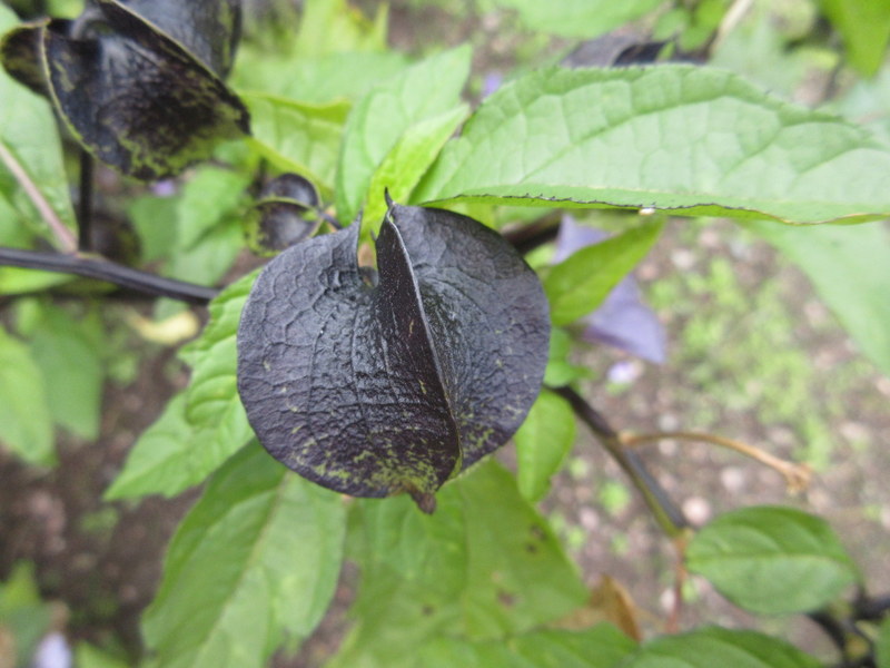 NICANDRA  PHYSALODES  VIOLACEA 09-Sep-17 1-41-46 PM.JPG