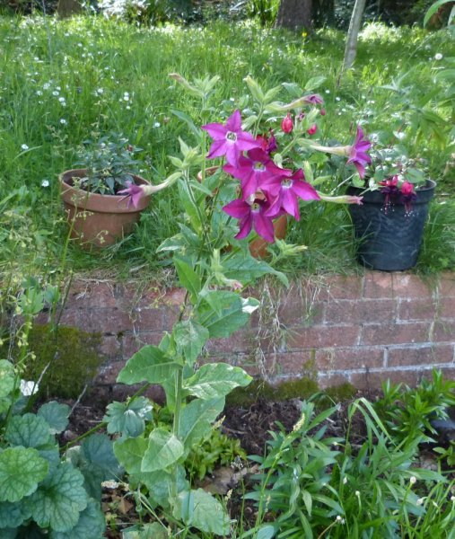 Nicotiana 2017.JPG
