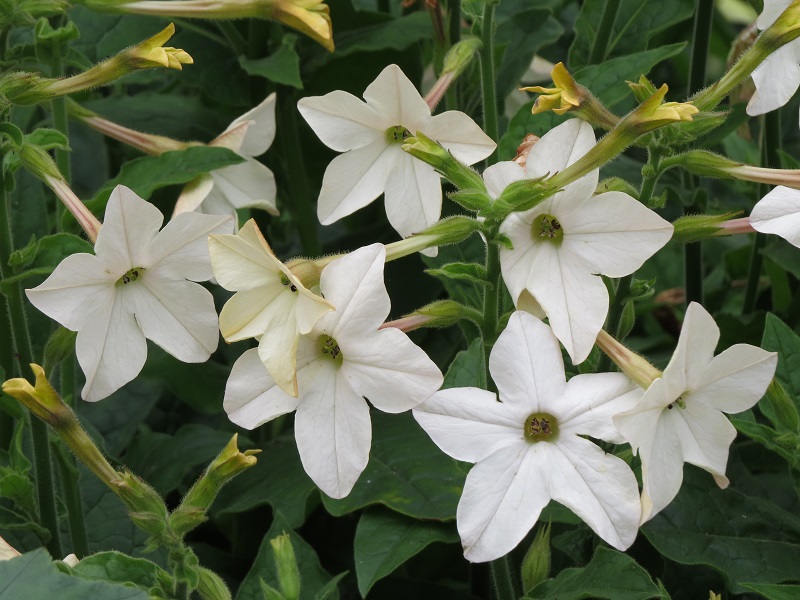 Nicotiana (3).JPG