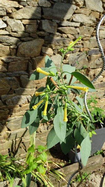 Nicotiana glauca.JPG