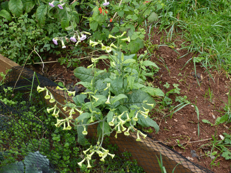 Nicotiana langsdorffii.JPG