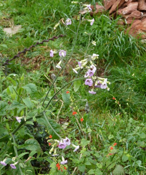 Nicotiana mutabalis 2.JPG