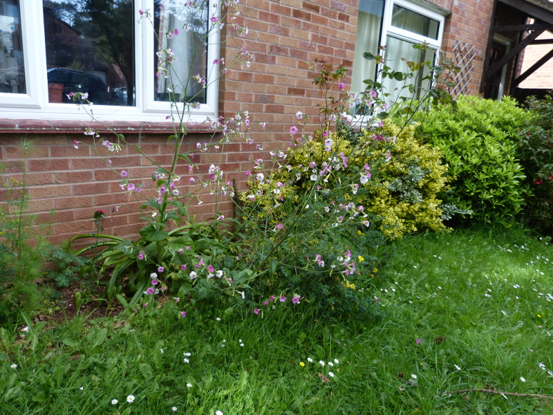 Nicotiana mutabalis 2017.JPG