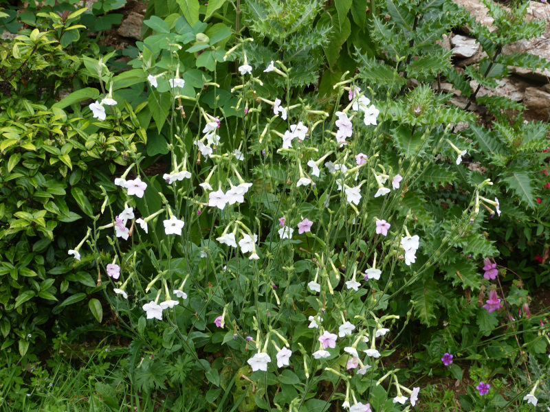 Nicotiana mutabalis.JPG