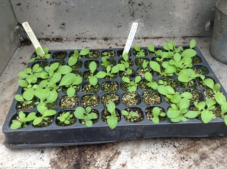 nicotiana seedlings.jpg