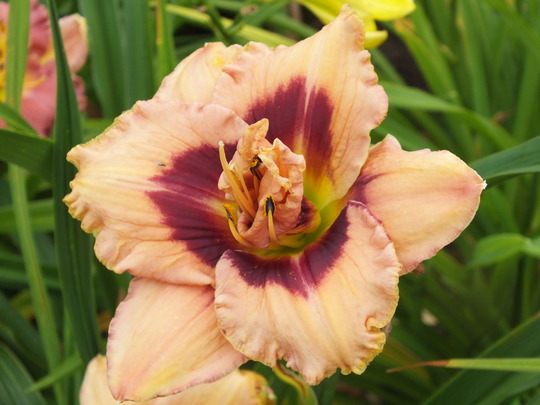 nierderhein parade.jpg