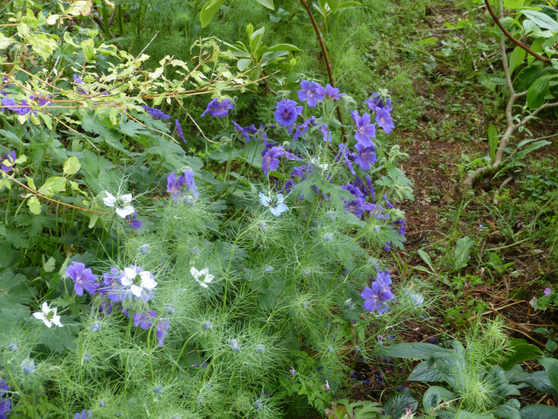 Nigella Blue geranium.JPG