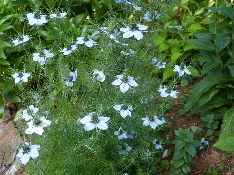 Nigella.JPG