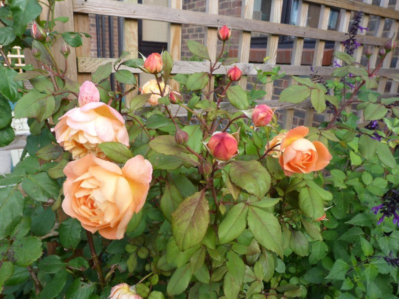 Niger seed feeder and others 27 August 2012 003.JPG