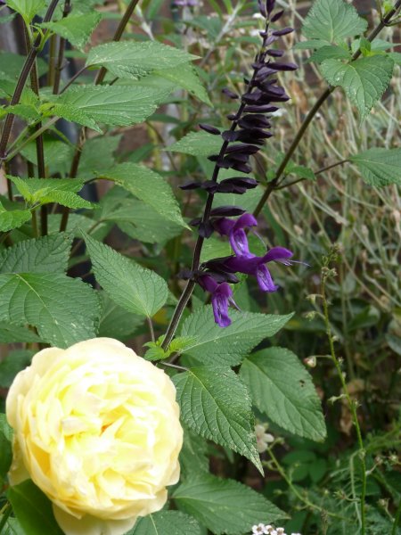 Niger seed feeder and others 27 August 2012 004.JPG