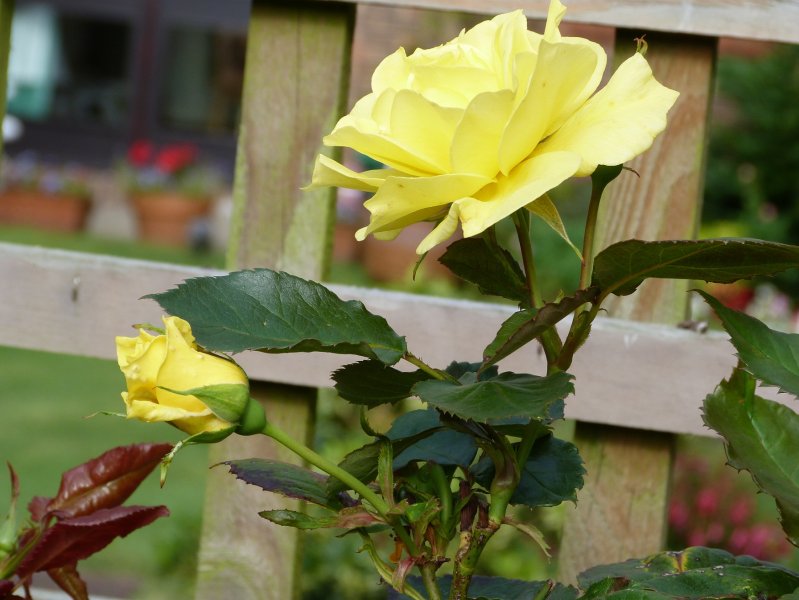 Niger seed feeder and others 27 August 2012 006.JPG