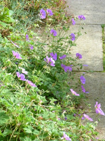 Niger seed feeder and others 27 August 2012 009.JPG