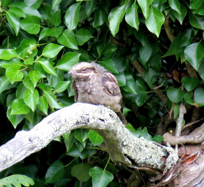 Nightjar 1.JPG