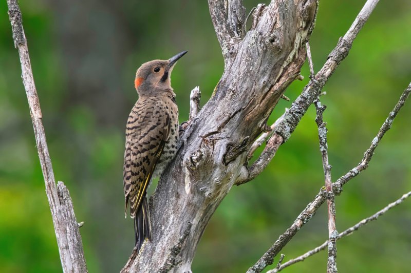 Northern Flicker PS.jpg