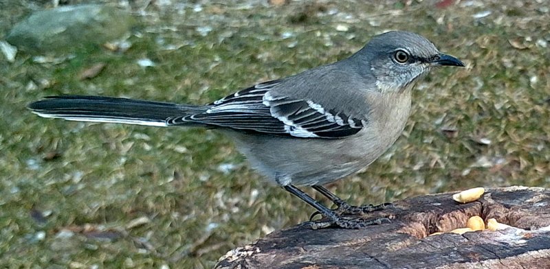 Nothern Mocking Bird.jpg