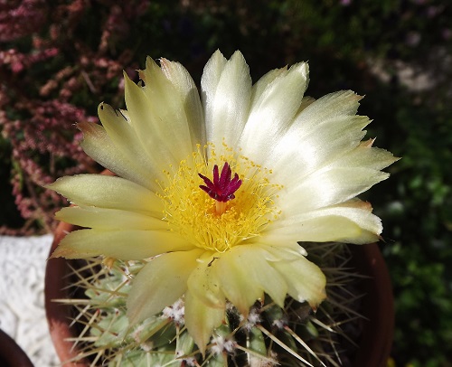 Notocactus buiningii.jpg