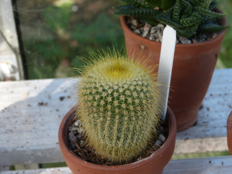 Notocactus leningnausii.JPG