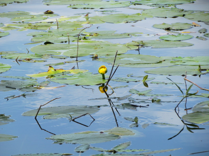 NUPHAR  LUTEA  YELLOW  WATERLILY 09-07-2013 12-42-53.JPG