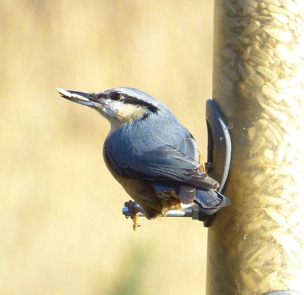 nuthatch 4.JPG