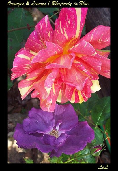 O&L RinB 15 Apr 08.jpg