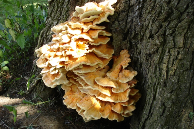 Oak fungus 1.JPG