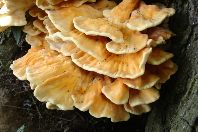 Oak fungus 2.JPG
