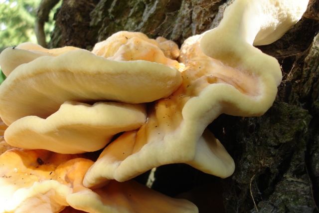 Oak fungus 3.JPG