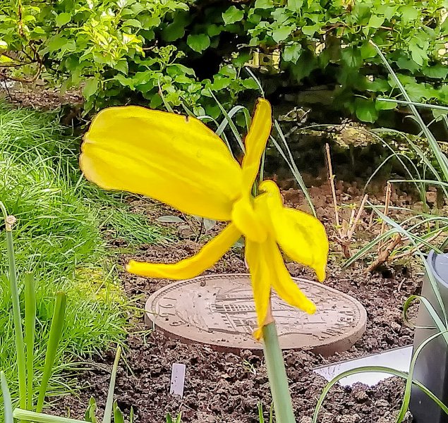 Oddball Daffodil 27-4-22.jpg