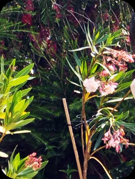 Oeander Peach 2 Jun 25.jpg