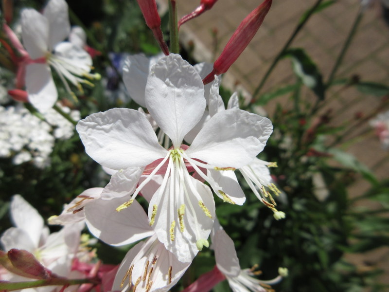 OENOTHERA  LINDHEIMERI  GAUDI  WHITE  SYN GAURA  GAUDI  MEDIUM  WHITE 06-08-2024 11-29-21.JPG
