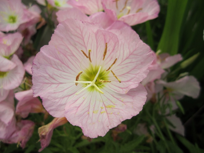 OENOTHERA  SPECIOSA  SISKIYOU 30-06-2010 14-11-03.JPG