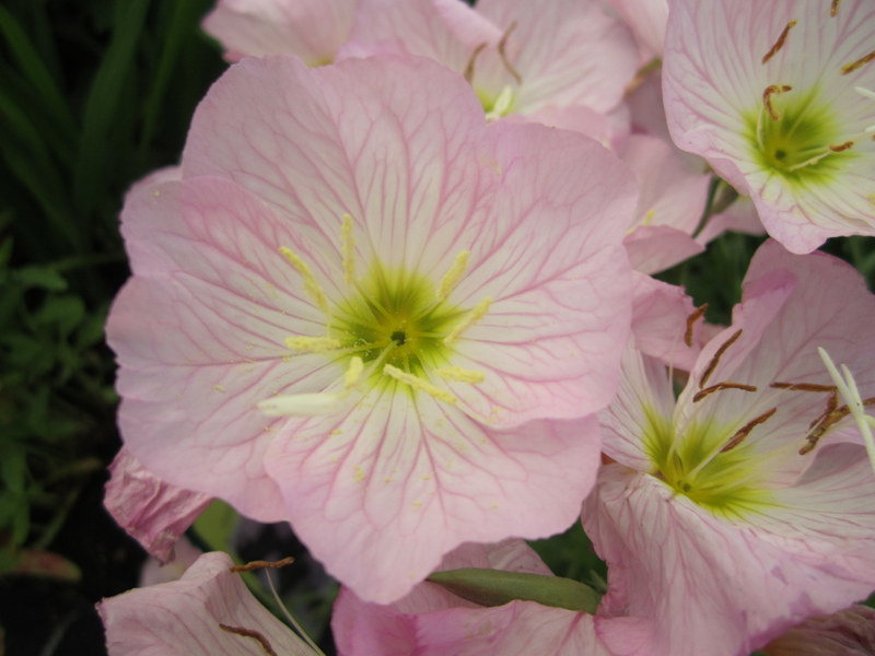 OENOTHERA  SPECIOSA  SISKIYOU 30-06-2010 14-11-19.JPG