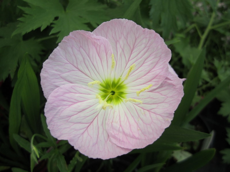 OENOTHERA  SPECIOSA  SISKIYOU 30-06-2010 14-11-31.JPG
