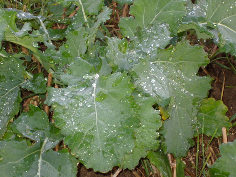 oilseed rape crop.jpg